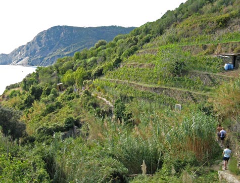 Cinque Terre Seaside Train in Italy